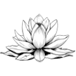 Dessin fleur de lotus